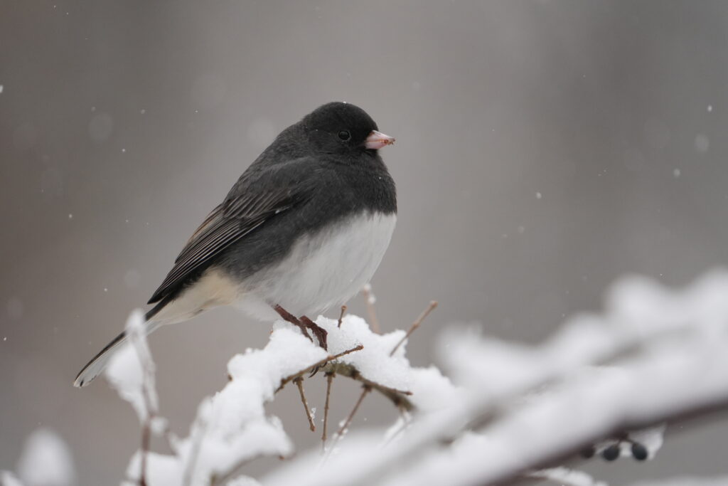 Dark-eyed Junco