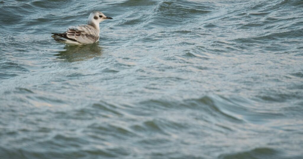 Bonaparte's Gull swimming in Lake Erie