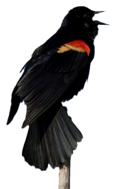 Red-winged Blackbird singing from a perch on a stick
