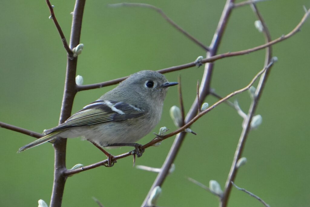 Ruby-crowned Kinglet