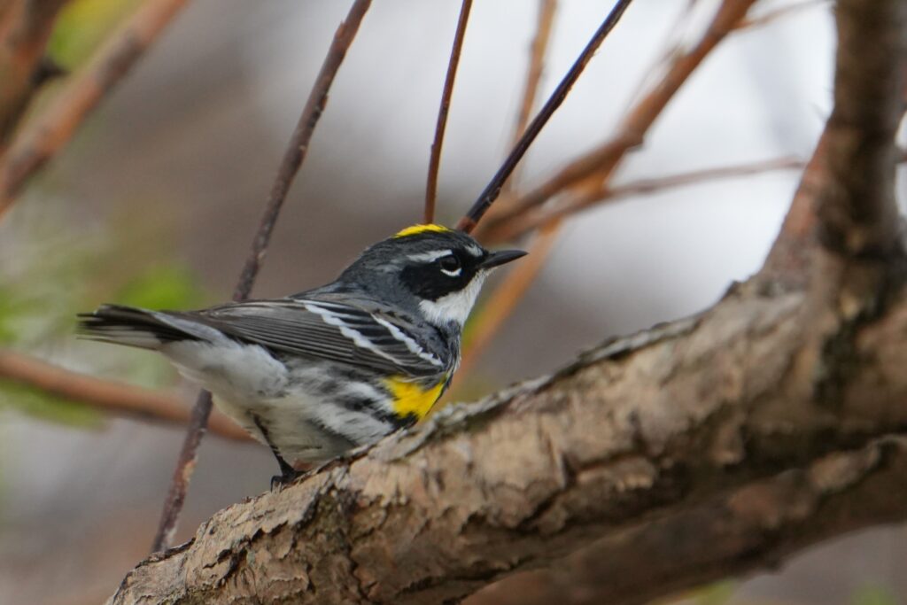 Yellow-rumped Warbler
