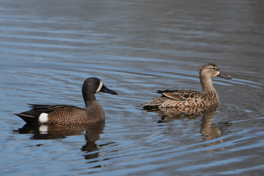 Blue-winged Teal