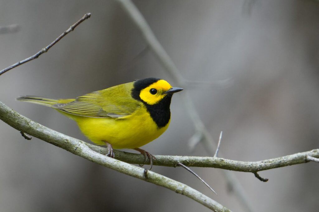 Hooded Warbler