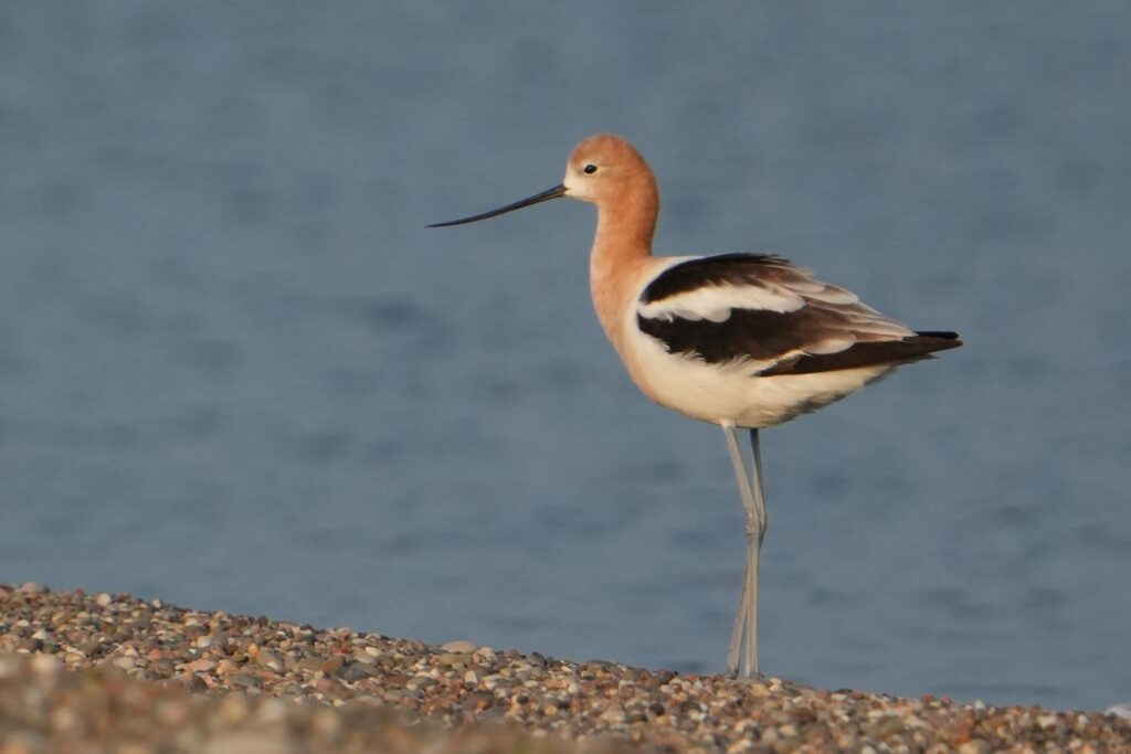 American Avocet