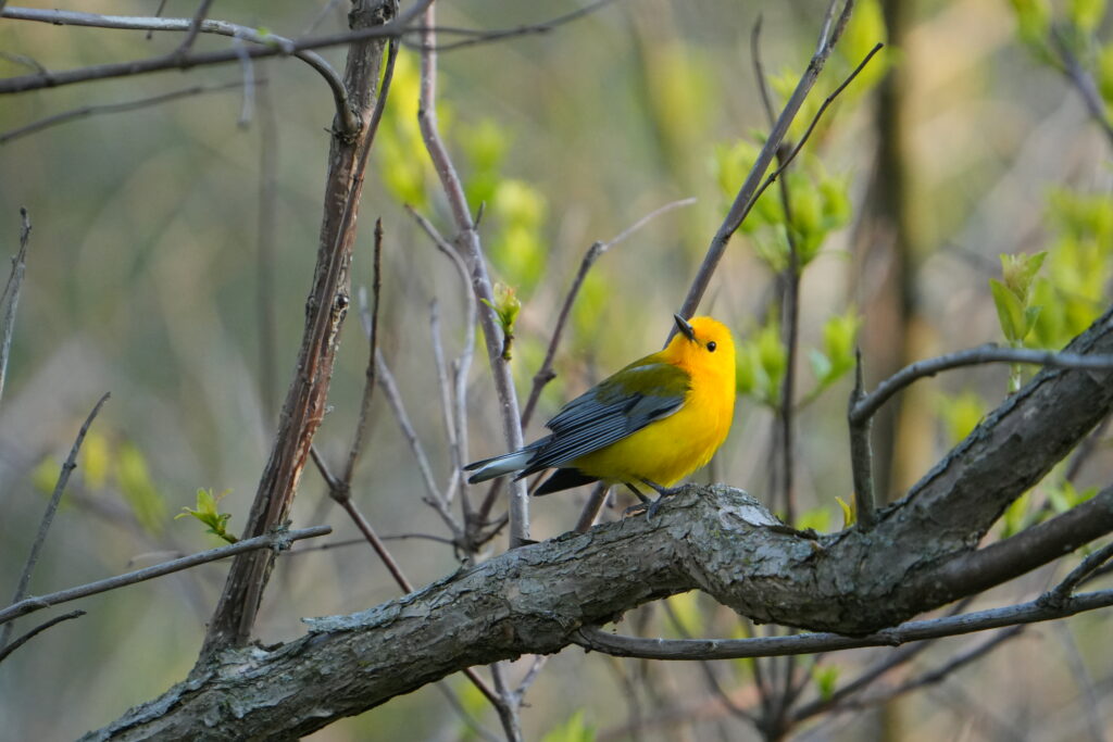 Prothonotary Warbler