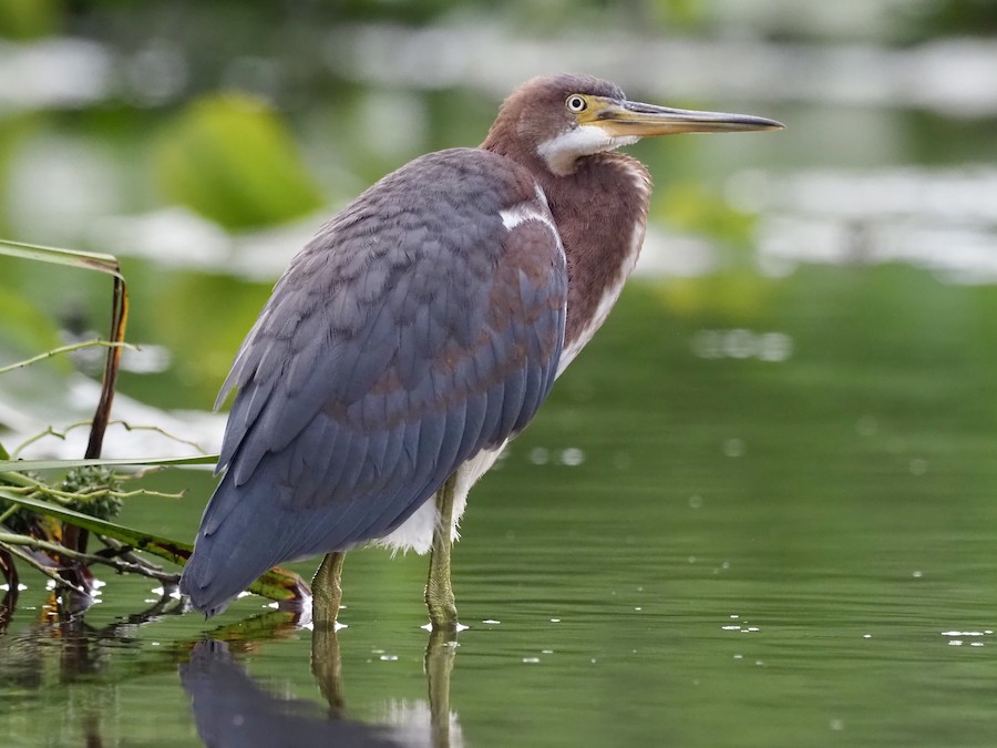 Tricolored Heron