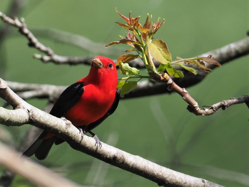Scarlet Tanager