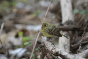 Western Flycatcher