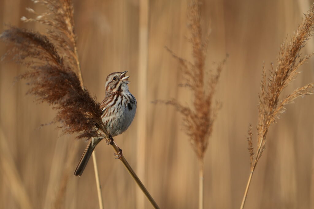 Song Sparrow