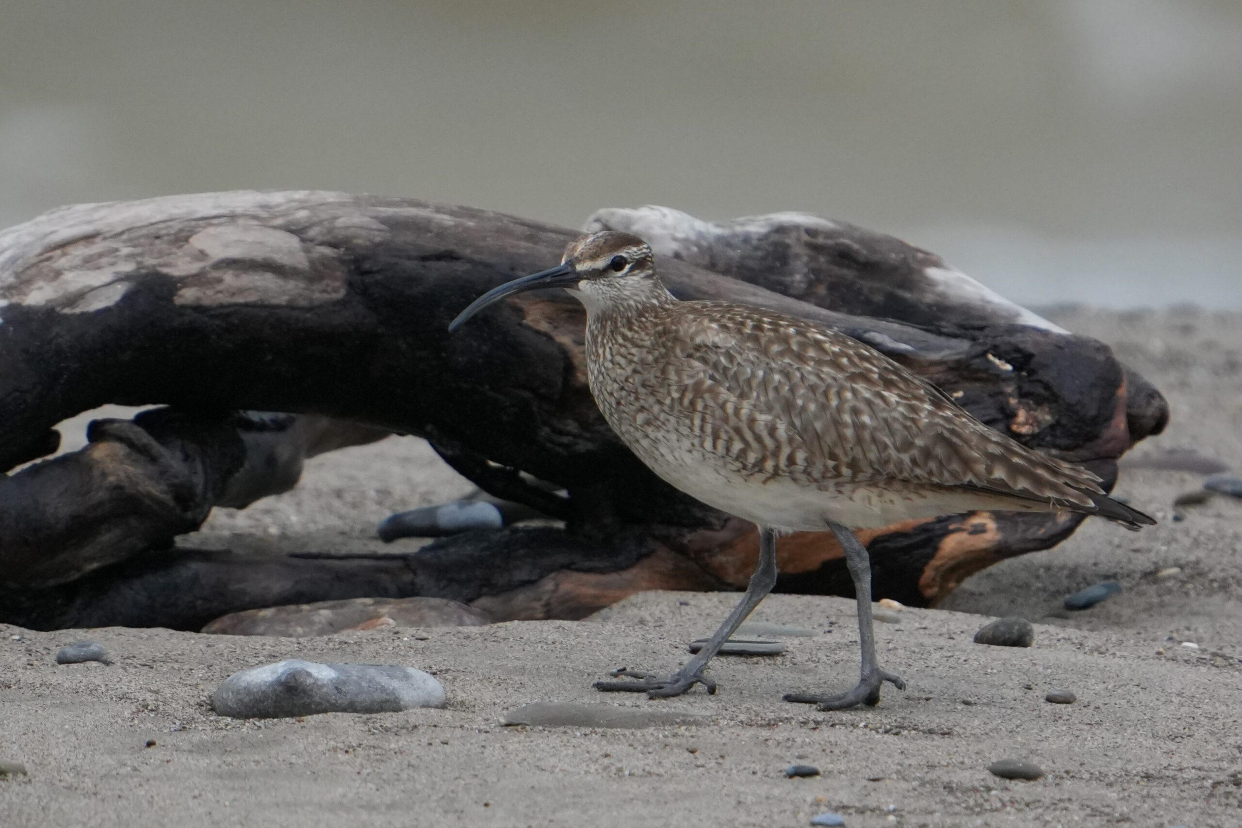 Hudsonian Whimbrel