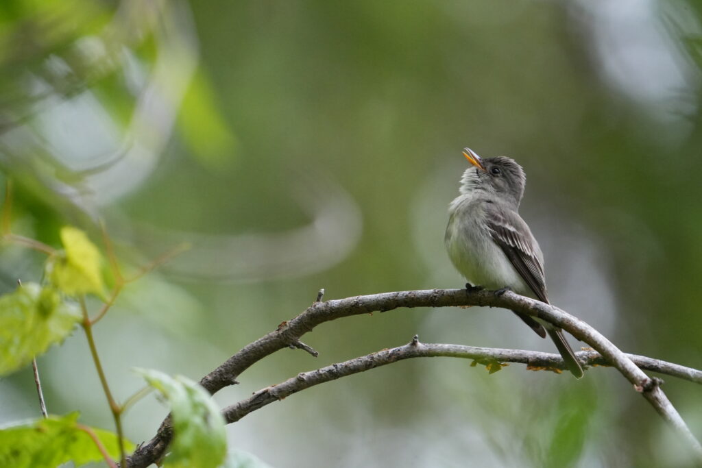Eastern Wood-pewee