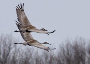 Sandhill Cranes