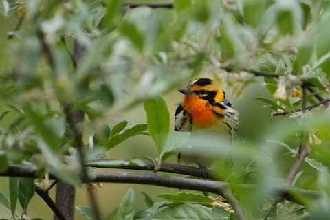Blackburnian Warbler