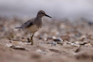 Red Knot