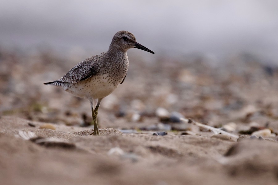 Red Knot