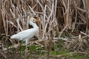 Western Cattle-Egret © Will Cihula