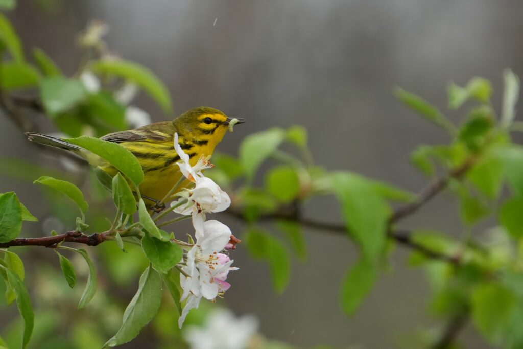Prairie Warbler