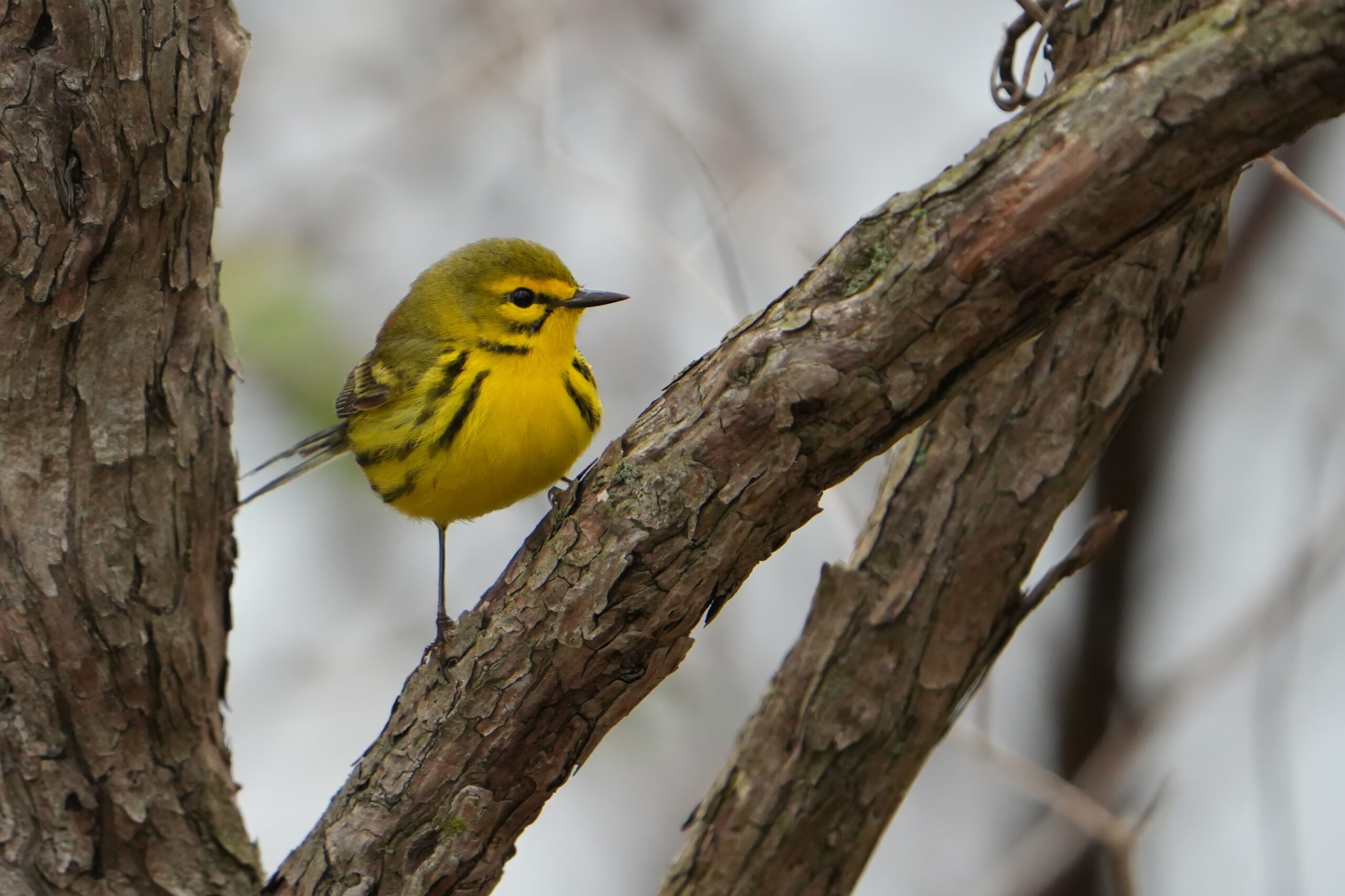 Prairie Warbler © Will Cihula
