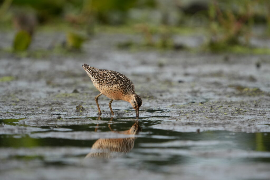 Short-billed Dowitcher