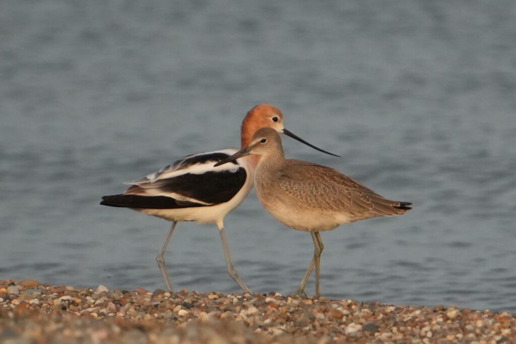 Willet and American Avocet