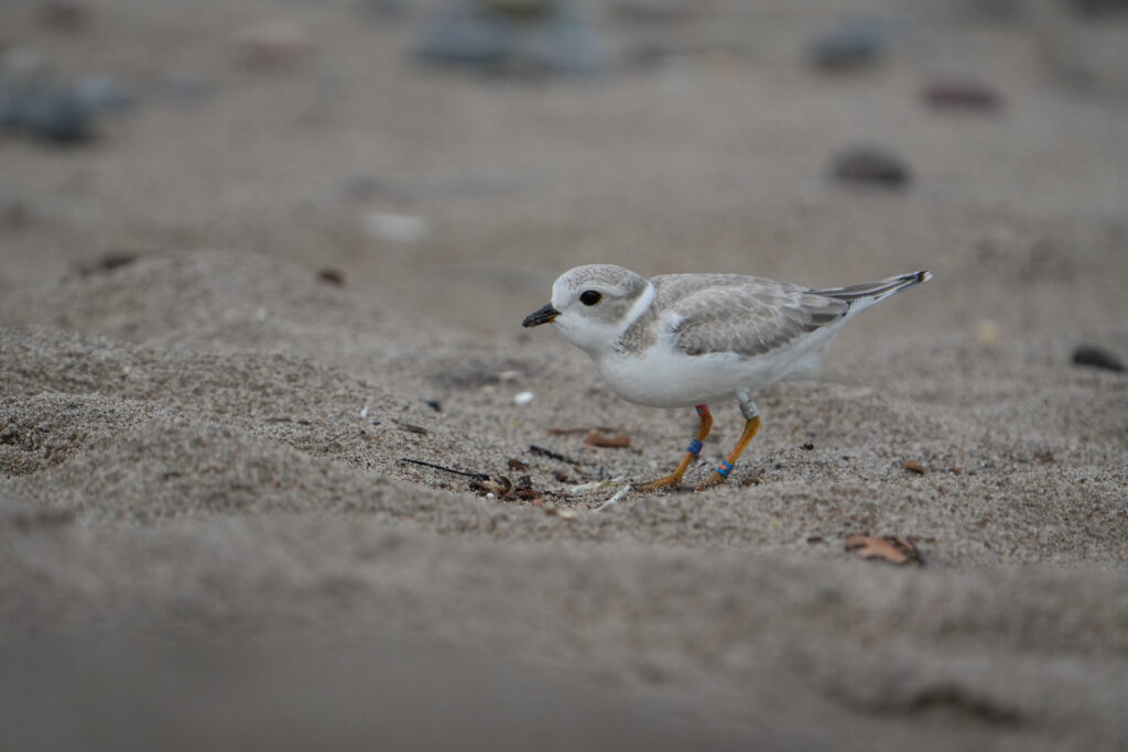 Piping Plover