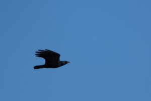 Fish Crow