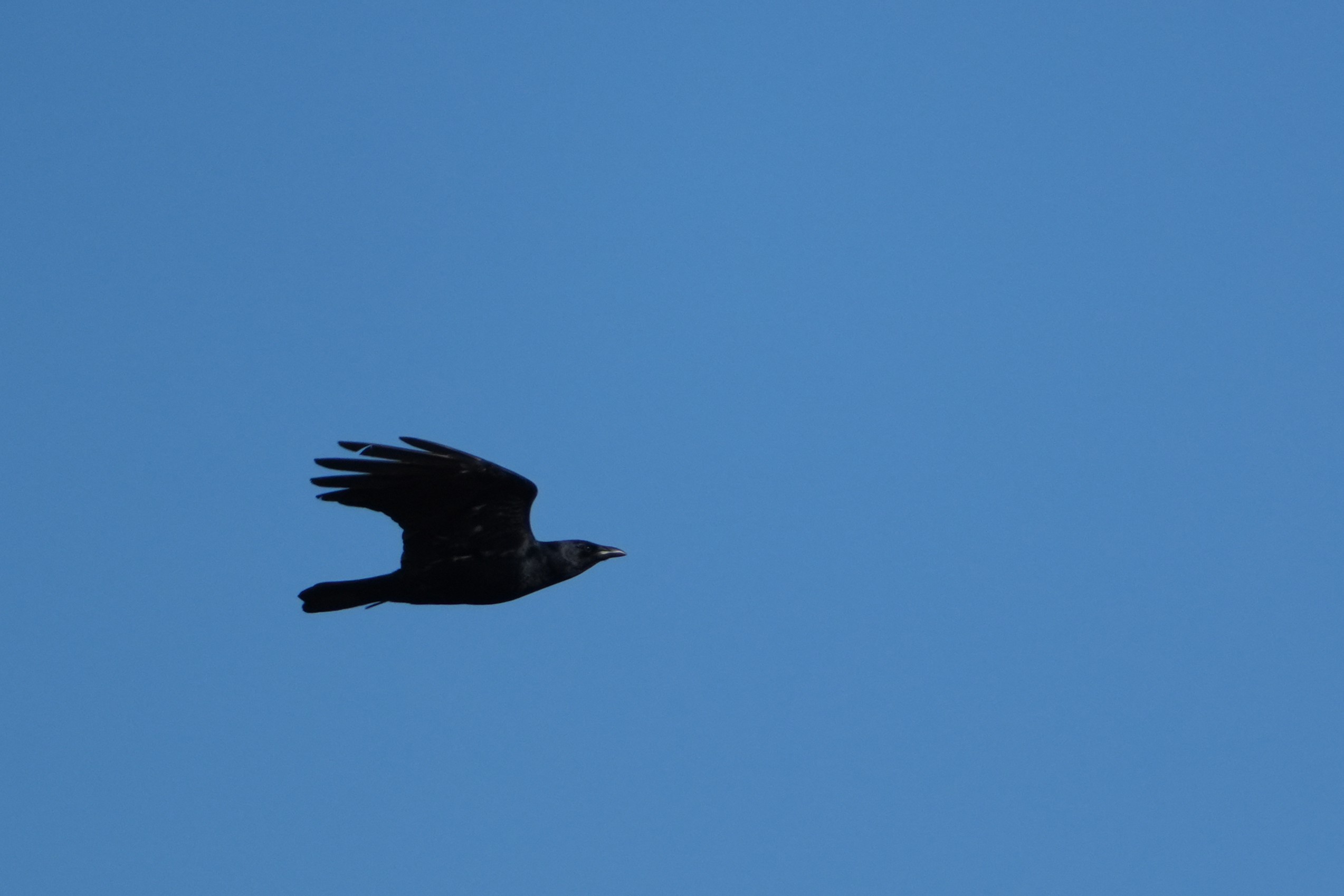 Fish Crow