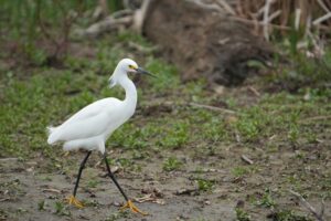 Snowy Egret