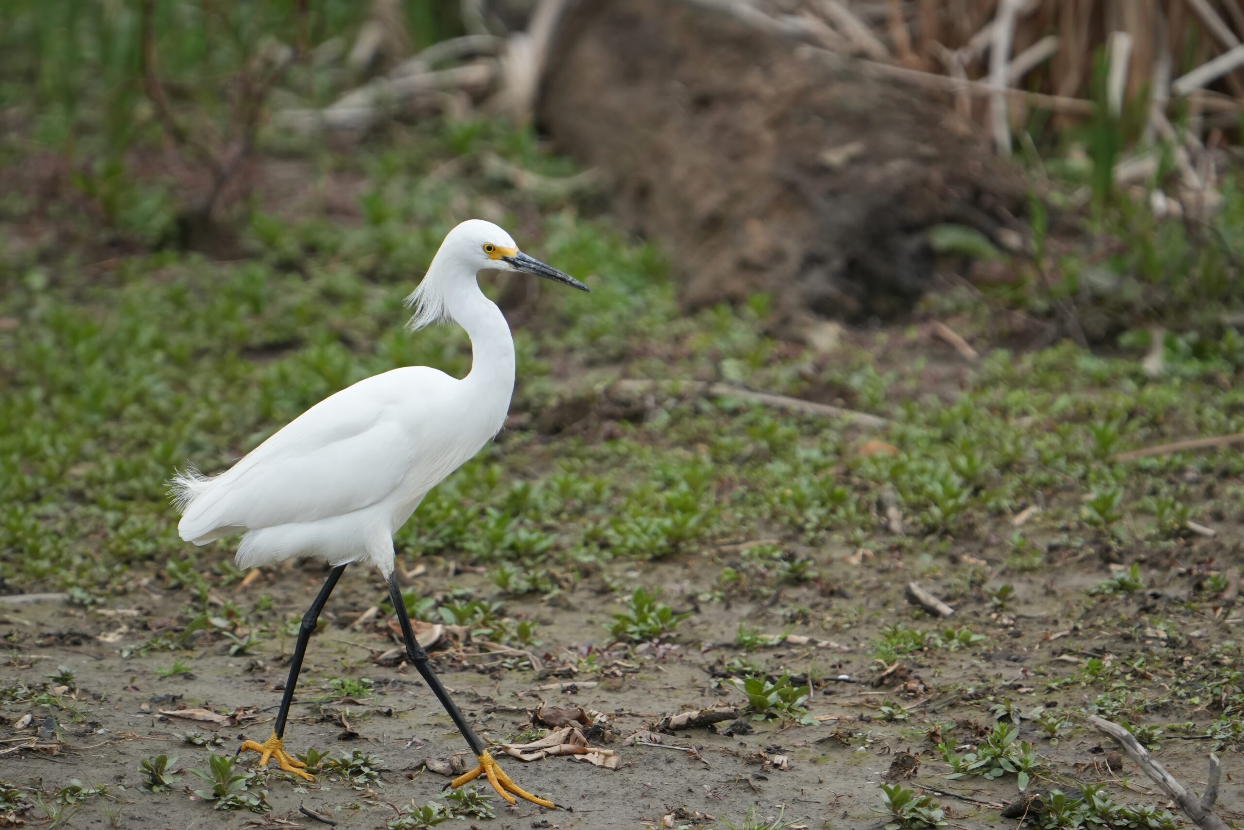Snowy Egret