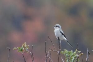 Northern Shrike
