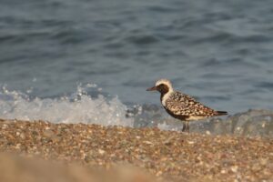 Black-bellied Plover