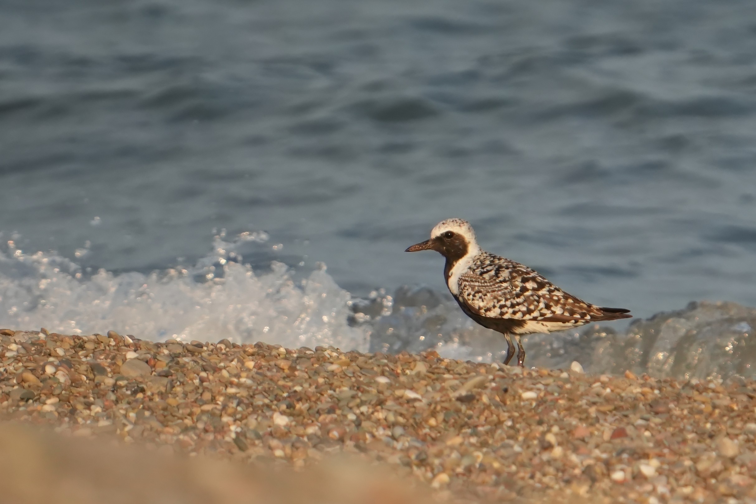 Black-bellied Plover