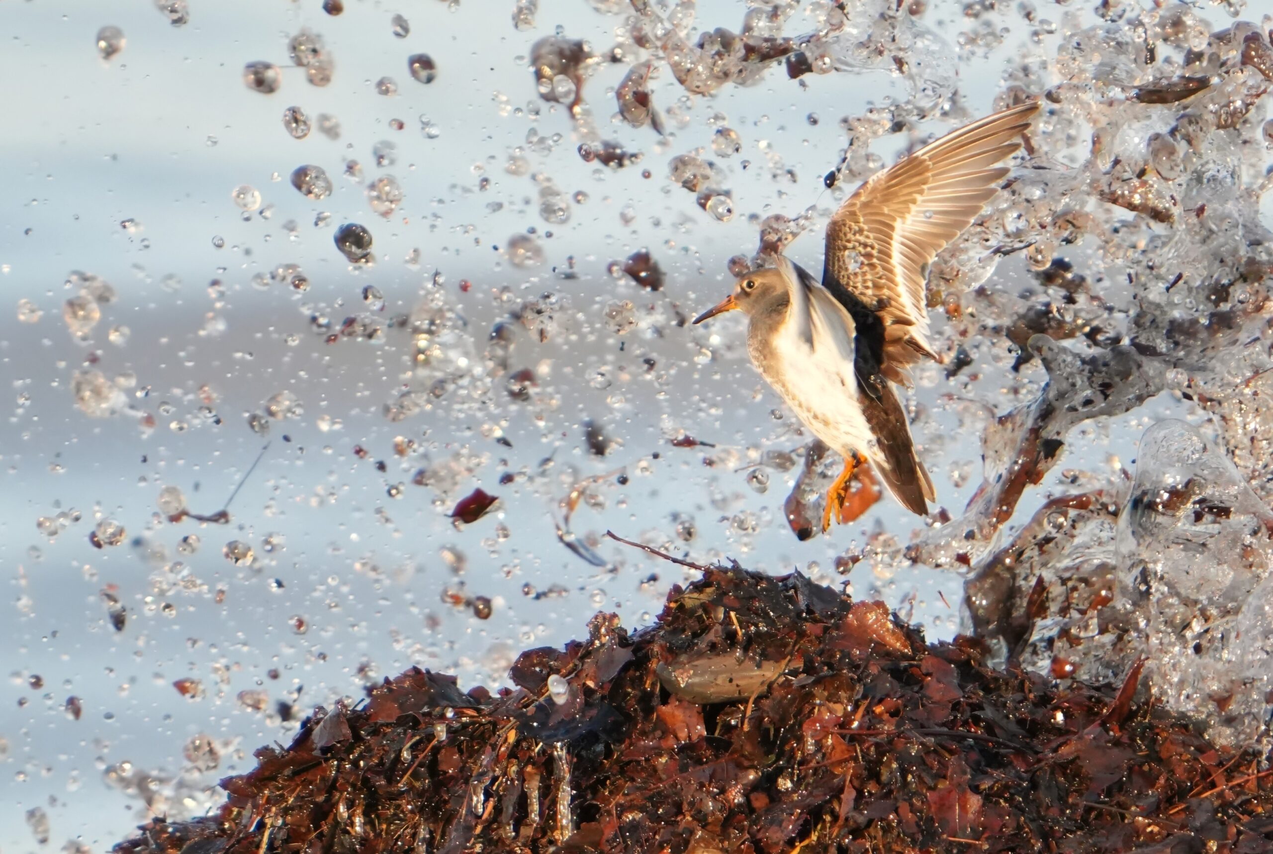 Purple Sandpiper