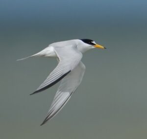 Least Tern