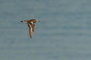 Ruddy Turnstone