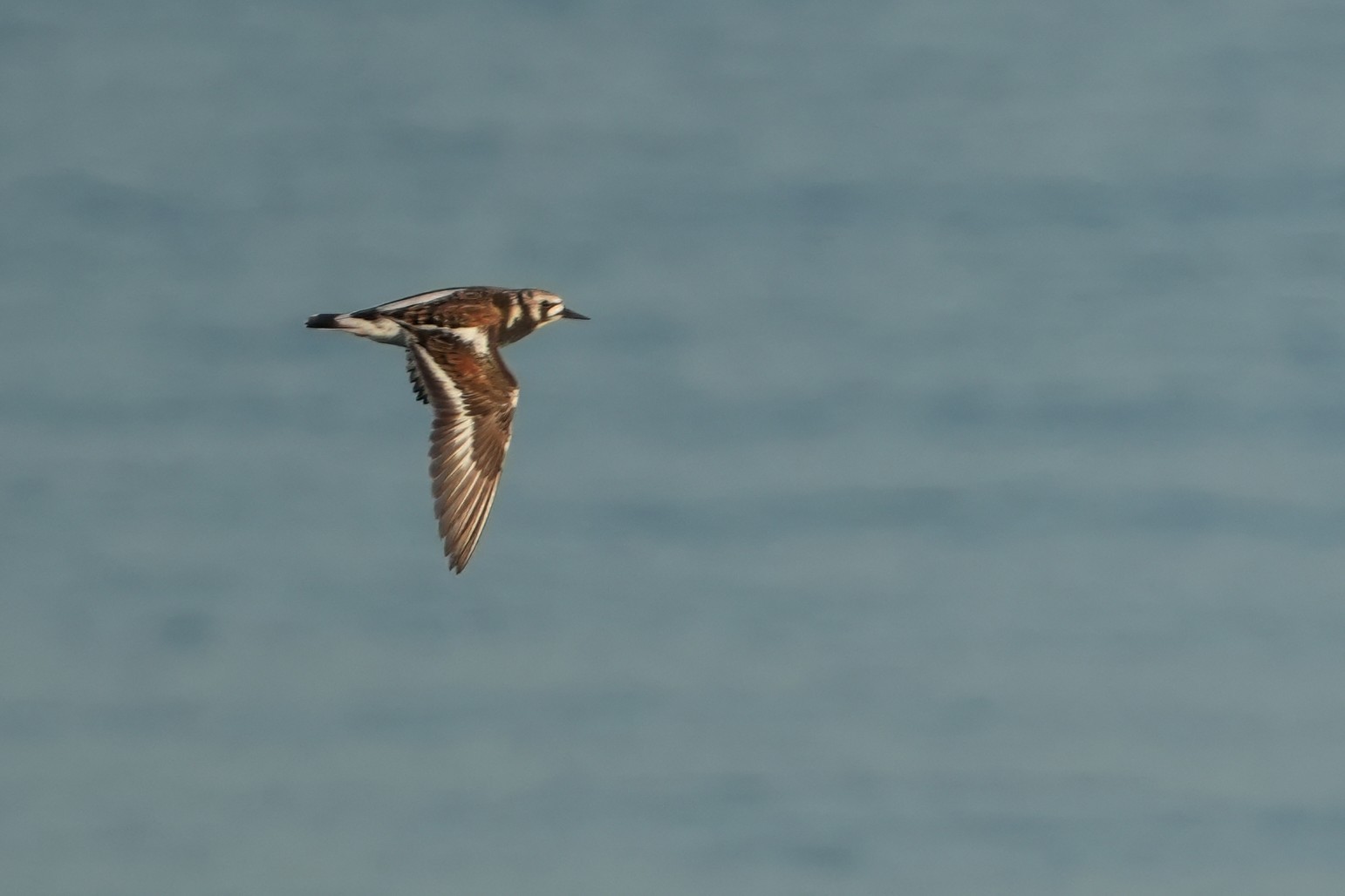 Ruddy Turnstone