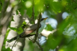 Yellow-billed Cuckoo