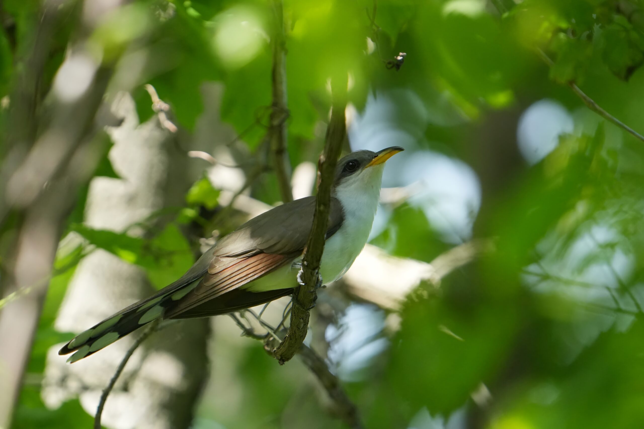 Yellow-billed Cuckoo