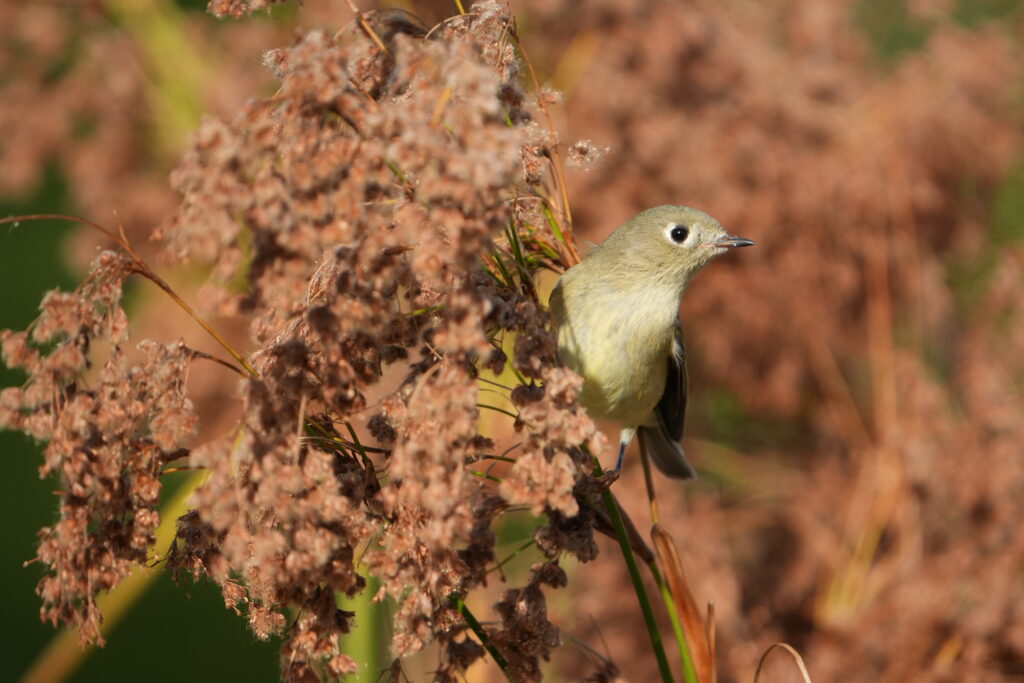 Ruby-crowned Kinglet