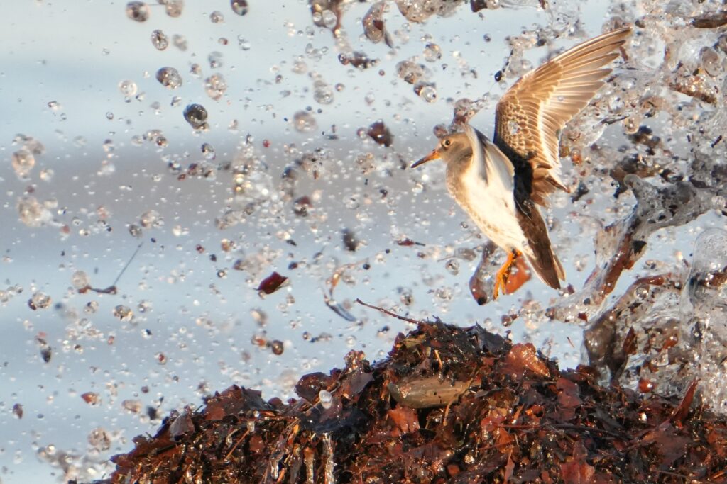 Purple Sandpiper