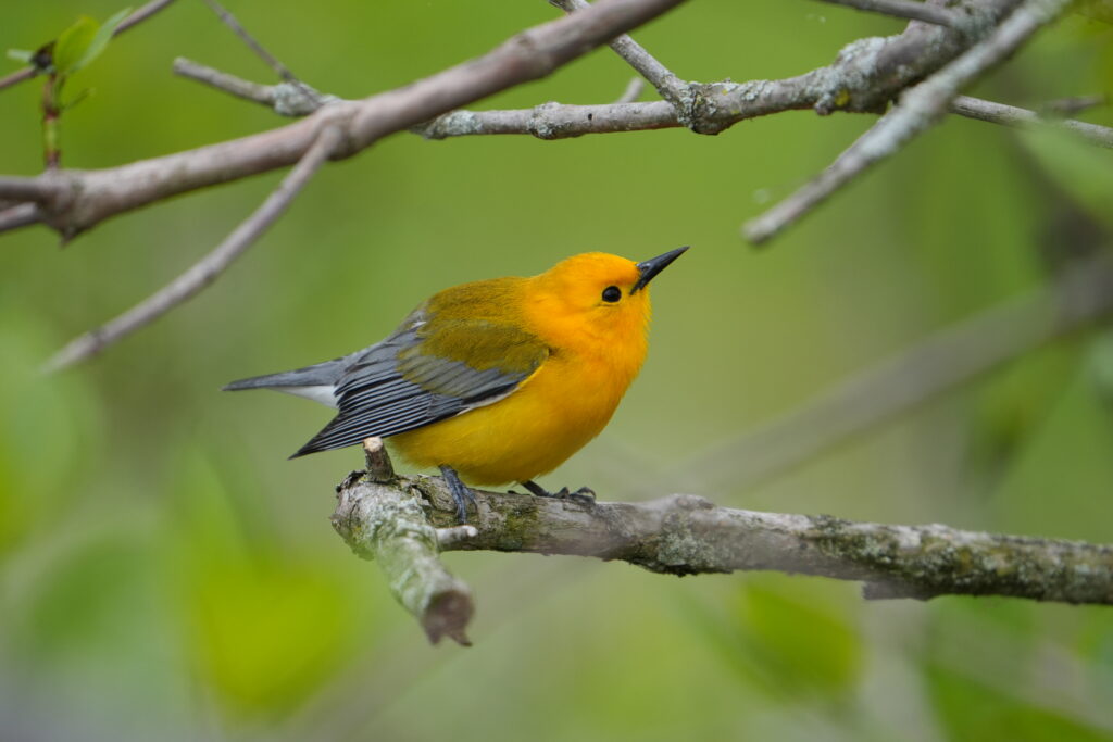Prothonotary Warbler