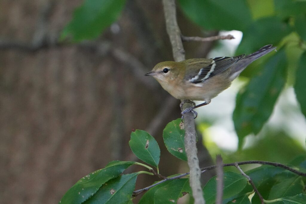 Bay-breasted Warbler