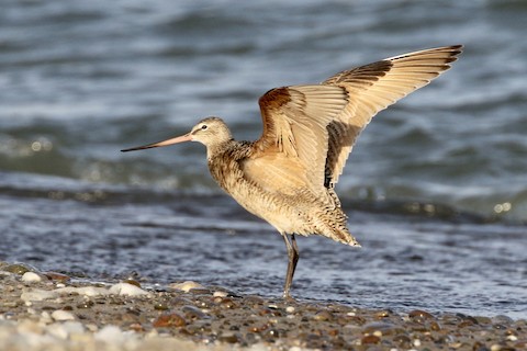 Marbled Godwit